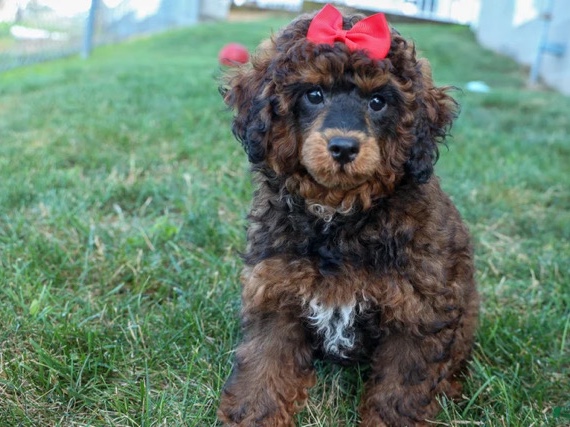 Poodle – Mini Poodle – New Rochelle