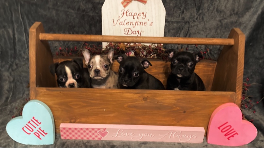 Bull and Terrier – Frenchton Puppies