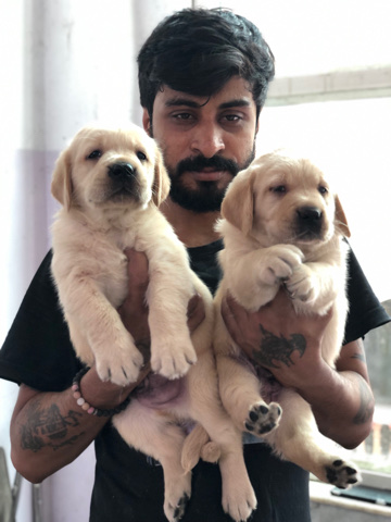 Golden Retriever – orginal british retriver puppy