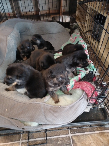 German Shepherd – **German Shepherd Puppies**