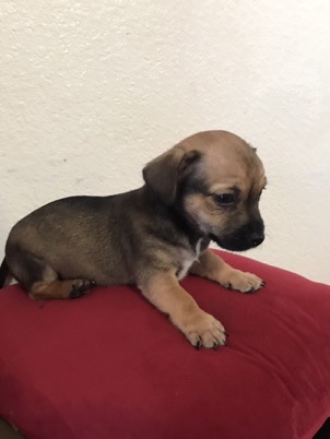 Chihuahua – Brown/black Chihuahua