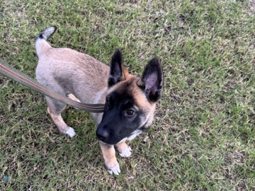 Belgian Shepherd Dog (Malinois) – female belgian malinois – Seguin