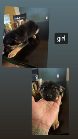 German Shepherd – German shepherd pit mix