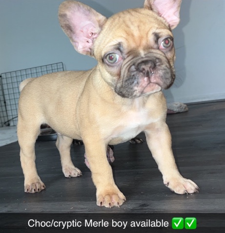 French Bulldog – Kc registed french bulldogs 🩸
