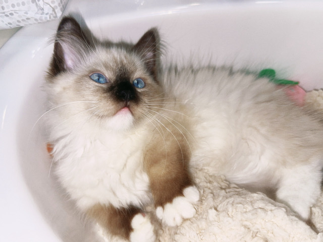 Ragdoll/munchkin