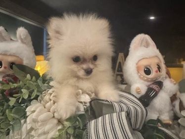 Rehoming AKC Pomeranian Puppy (OrangeCounty)