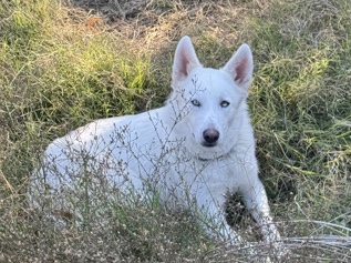 Siberian Husky – husky – San Antonio