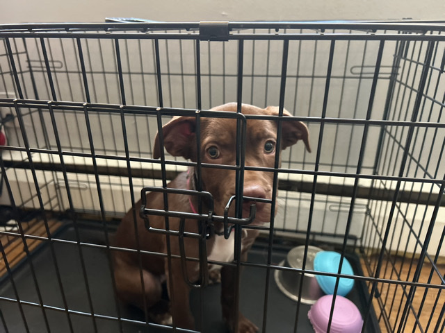 American Pit Bull Terrier – Rednose pitbull puppy – Cincinnati
