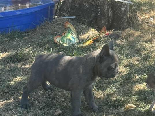 French Bulldog – French bulldog mix American bulldog – Talent