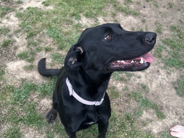 Labrador Retriever – This is Dahlia – Herrin