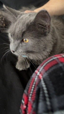 Oriental Longhair – Ollie ( cat)