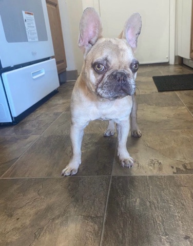 French Bulldog – French Bulldog Rehome