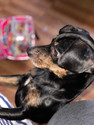 Dachshund – benji is looking for new place that he call home❤️