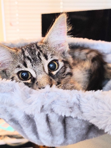 American Shorthair – Cat needs a new home