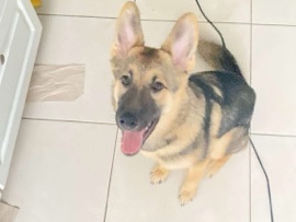 German Shepherd – Laila; GS/SB puppy – Antioch