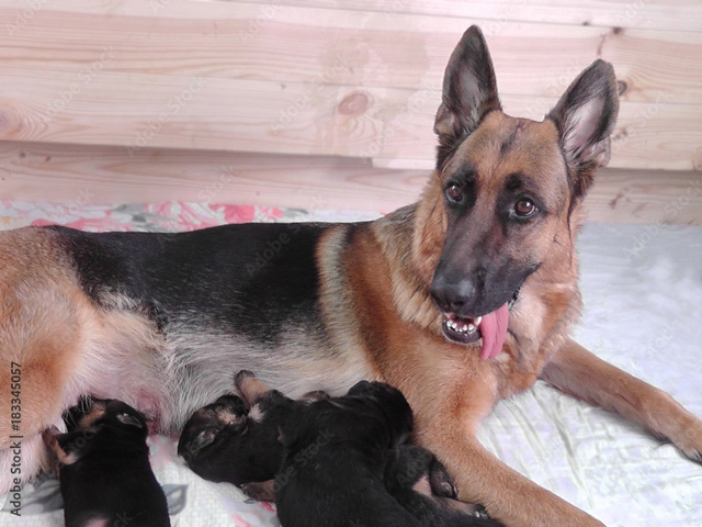 German Shepherd – German shepherd pups
