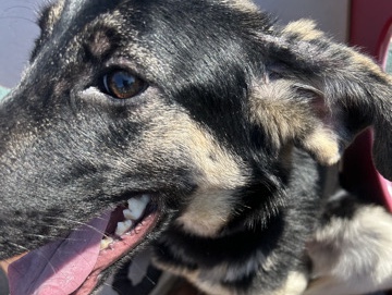 German Shepherd – dog for sale – Merrillville