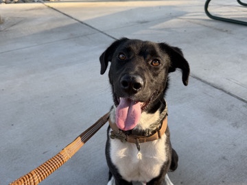 Labrador Retriever – Energetic Labrador Retriever for Rehoming – 1 Year Old – Newark