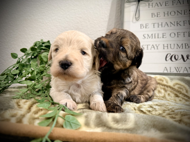 Maltipoo – Maltipoo – Moreno Valley