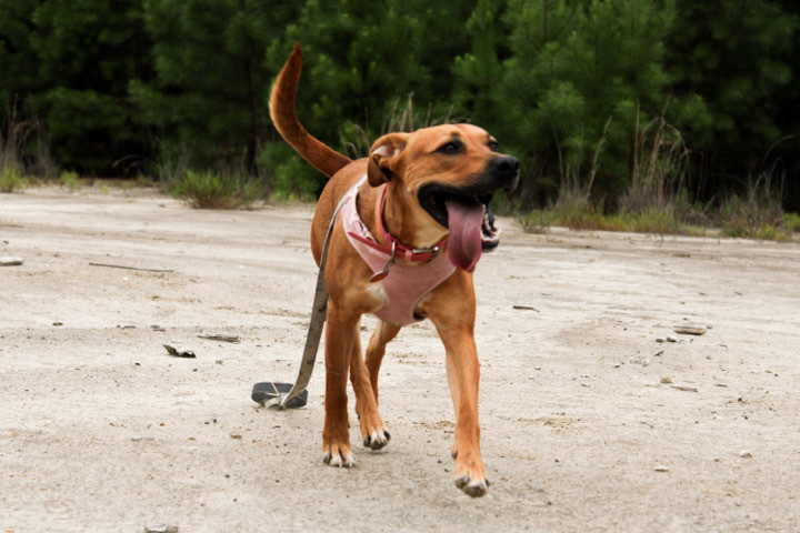 Rehoming Luna