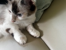 Cat for adoption