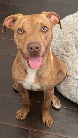 American Pit Bull Terrier – Stormi needs a new home