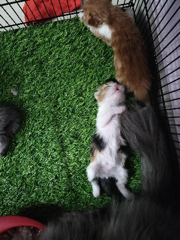Persian (Modern) – Persian kitten dol face