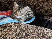 American Shorthair – Simba – Plano