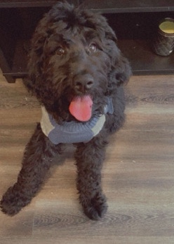 Labrador Retriever – Levi the Labradoodle