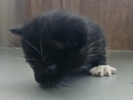 Blackie Black/White