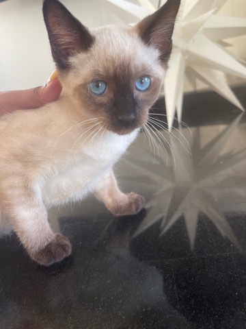 Siamese – gorgeous little kitten