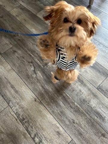 Yorkshire Terrier – 4 month old Morkie looking for a new home