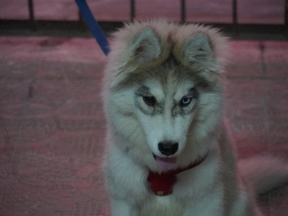 Siberian Husky - Rehoming  available for adoption in Hyderabad