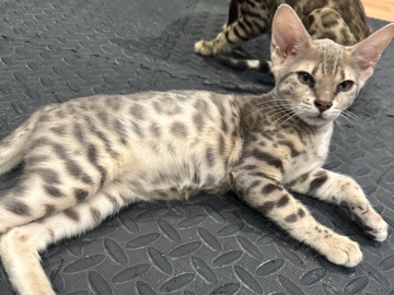 Bengal – Bengal Kittens