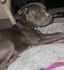 American Pit Bull Terrier – Willow ♥️