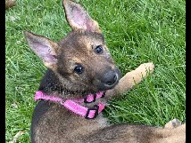 Old German Shepherd Dog – 8 week old German Shepherd – Bridgetown North