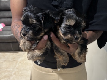Yorkshire Terrier – Yorkie puppies – Steger