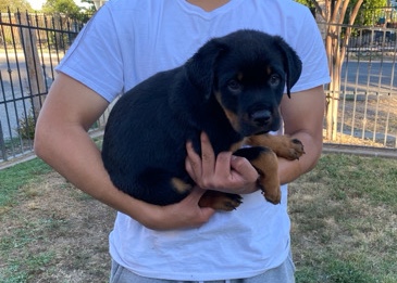 Rottweiler – Rottweiler Puppies