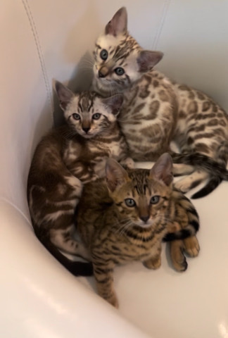 Bengal – 9 week old bengals