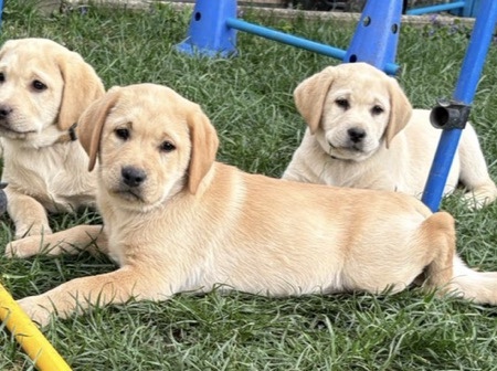 Labrador Retriever – Labrador Welpen, Rüden, gelb mit Stammbaum, Gesundheitszeugnis, Impfungen uvm. Eltern geröngt und Gengetestet (ohne Befund)! Abgabe bereit! – Bad Wörishofen