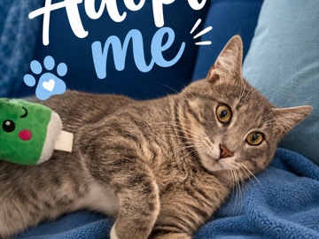 American Shorthair – i’m looking for a home – Fort Mill