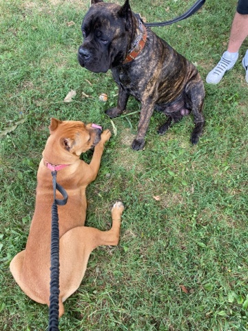 Cane Corso β Cane Corso litter