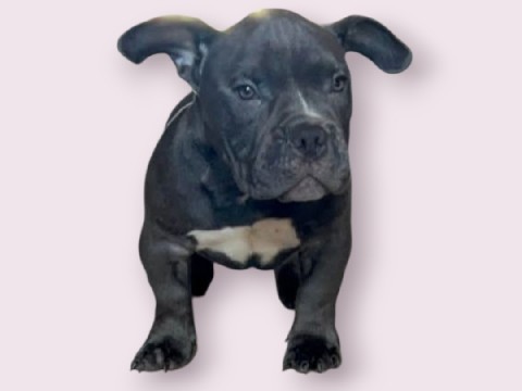 Billy – LILAC & GHOST TRI MIX MICRO BULLY PUPPIES MALE&FEMALE 4 MONTHS OLD – McKinney