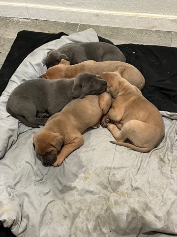 Great Dane – Great Dane German shepherd mixes