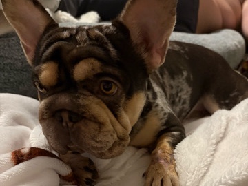 French Bulldog – female French bull dog – Gosport