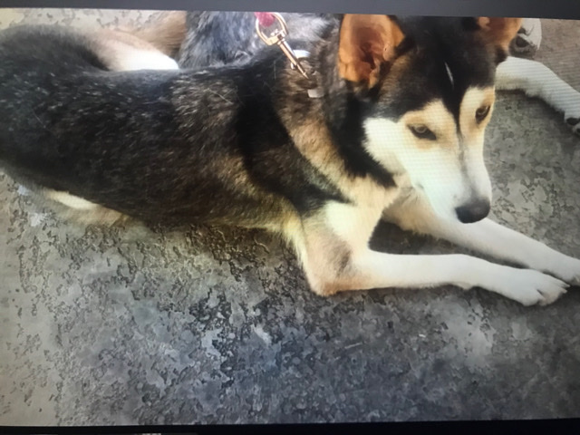 Siberian Husky – Siberian huskies
