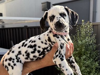 Dalmatian – Purebred Dalmatian 💗 Female puppy Pink – Avondale Heights