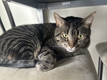 American Shorthair - Free cat available for adoption in Washington