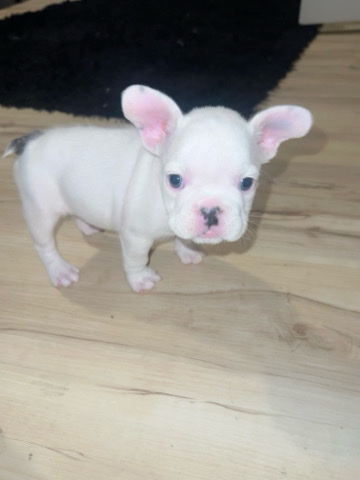 French Bulldog – Pink fluffy frenchie