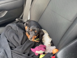 Dachshund – Miniature Duschund puppy